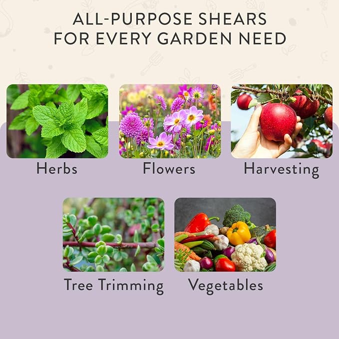Modern Sprout Pruning Shears- Garden Snips - Herb Scissors- Lavender 1-Pack | Lightweight Gardening Tool - Durable Carbon Steel Blade W/Easy-Lock - Gardening Supplies - Flower Cutter - Reusable Holster