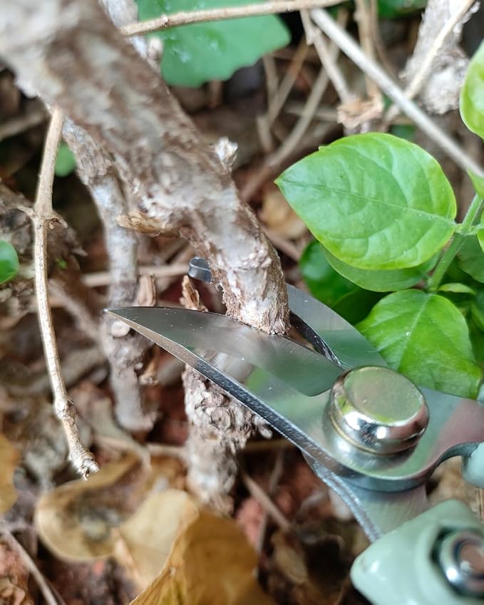 Fondwell 6" Small Bypass Pruners Garden Shears Plant Clippers for Gardening | 1-Pack Lightweight Pruning Shears, Rust Resistant, Comfortable Use - Best for Delicate Cutting Fresh Flower Stems Herbs Buds