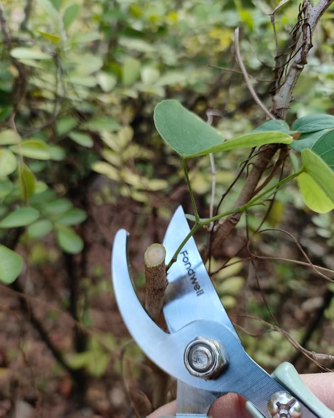 Fondwell 6" Small Bypass Pruners Garden Shears Plant Clippers for Gardening | 1-Pack Lightweight Pruning Shears, Rust Resistant, Comfortable Use - Best for Delicate Cutting Fresh Flower Stems Herbs Buds